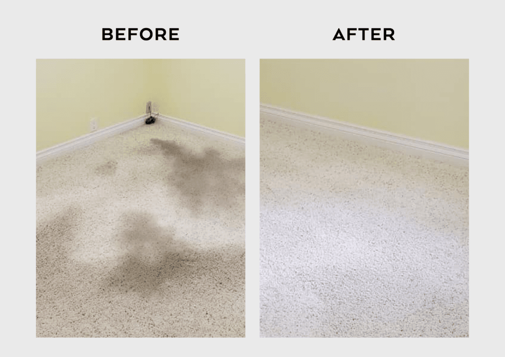 Carpet Cleaning in Derwood