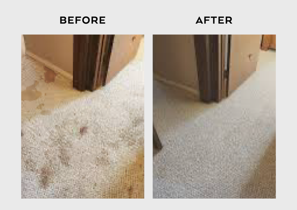 Carpet Cleaning in Brookeville